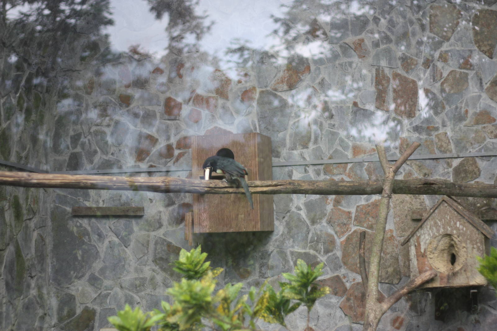 Hornbill