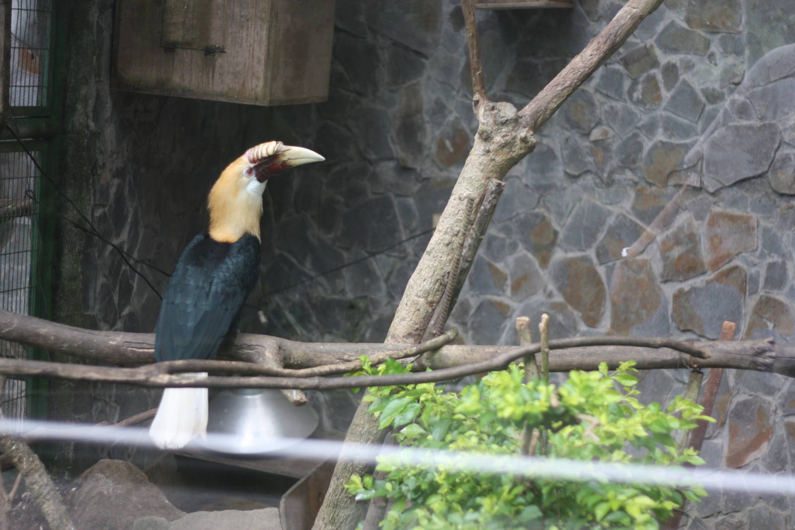 hornbill