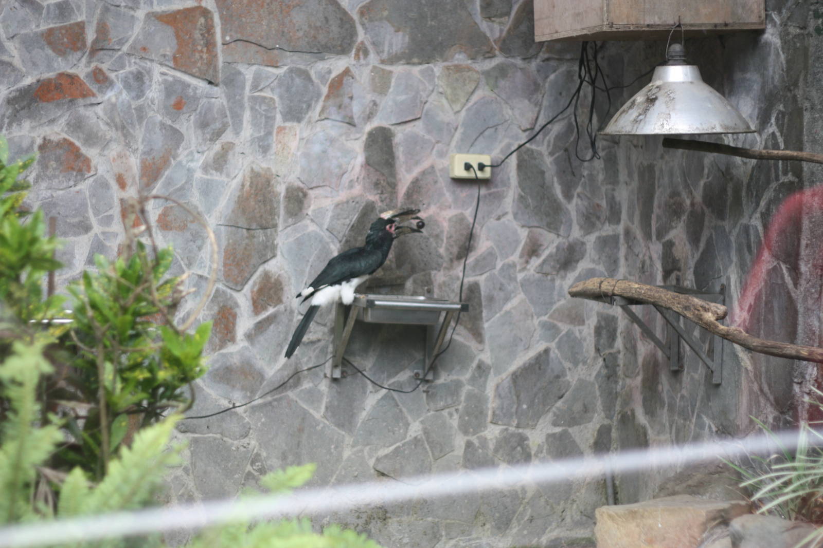 Hornbill