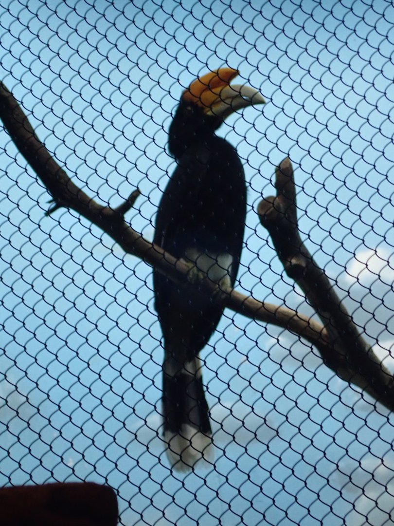 Hornbill