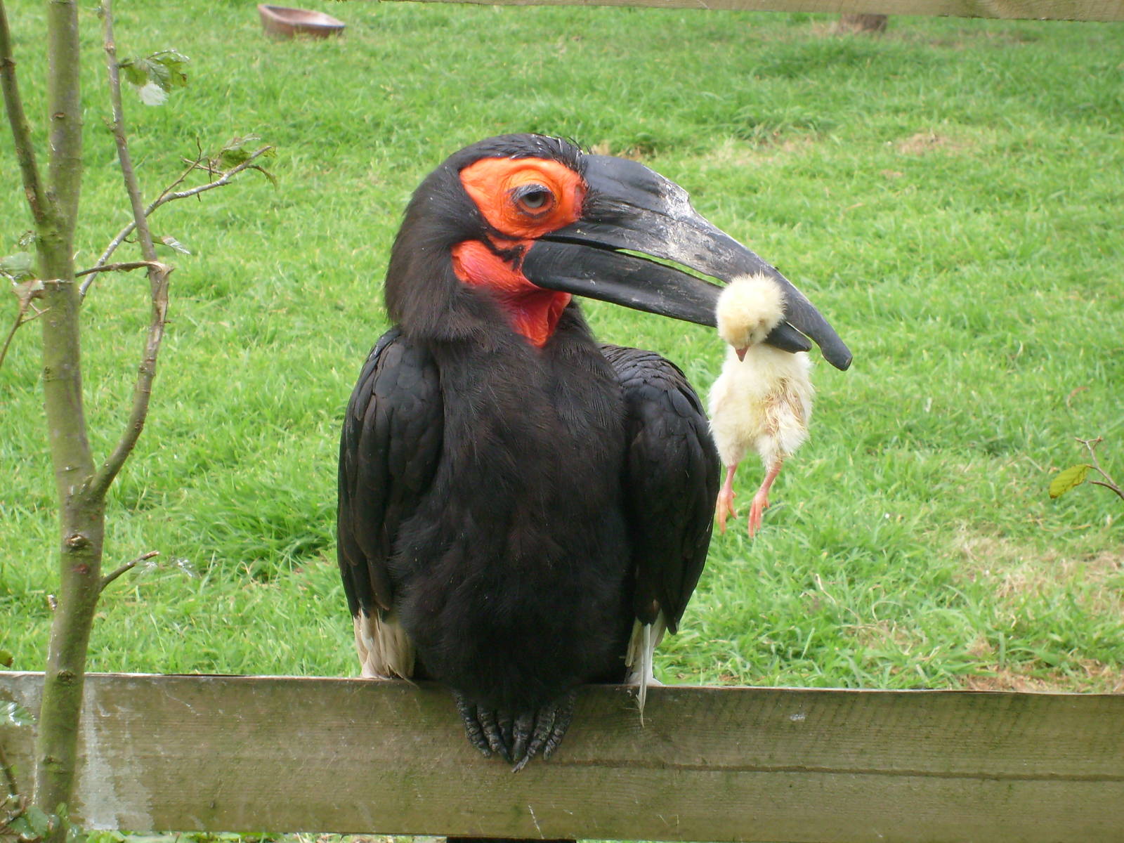 Hornbill