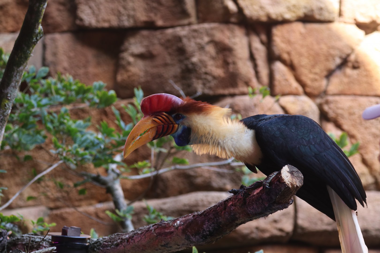 Hornbill