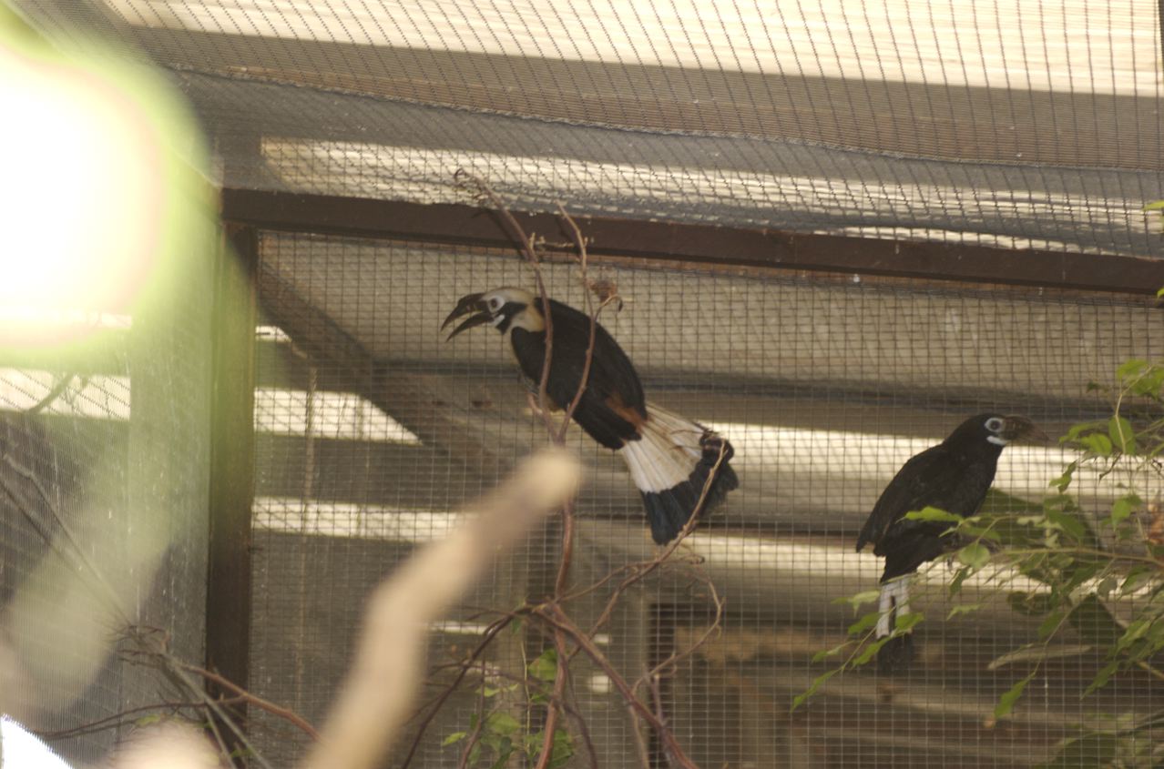 Hornbills (a bit stressed!)