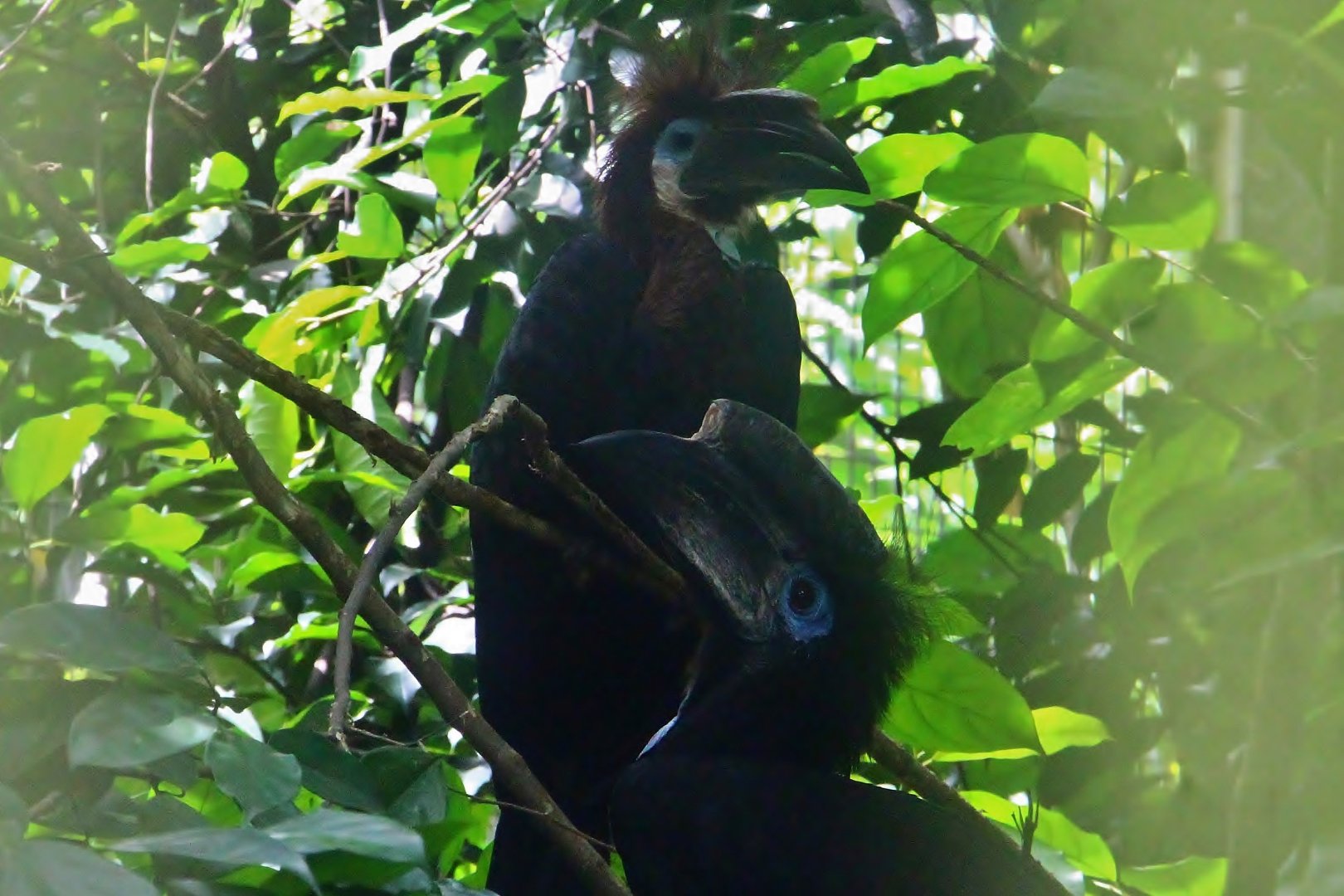 Hornbills and Toucans Exhibit - Black-casqued Hornbill (Ceratogymna atrata)
