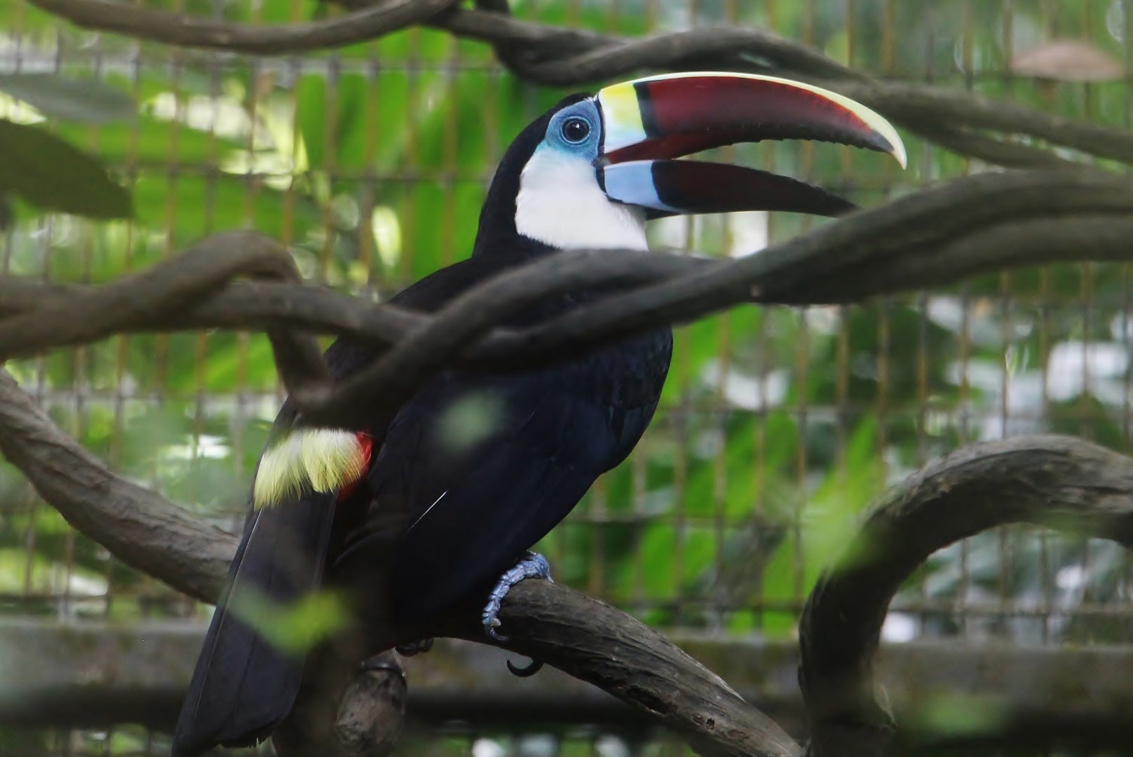 Hornbills and Toucans Exhibit - Red-billed Toucan