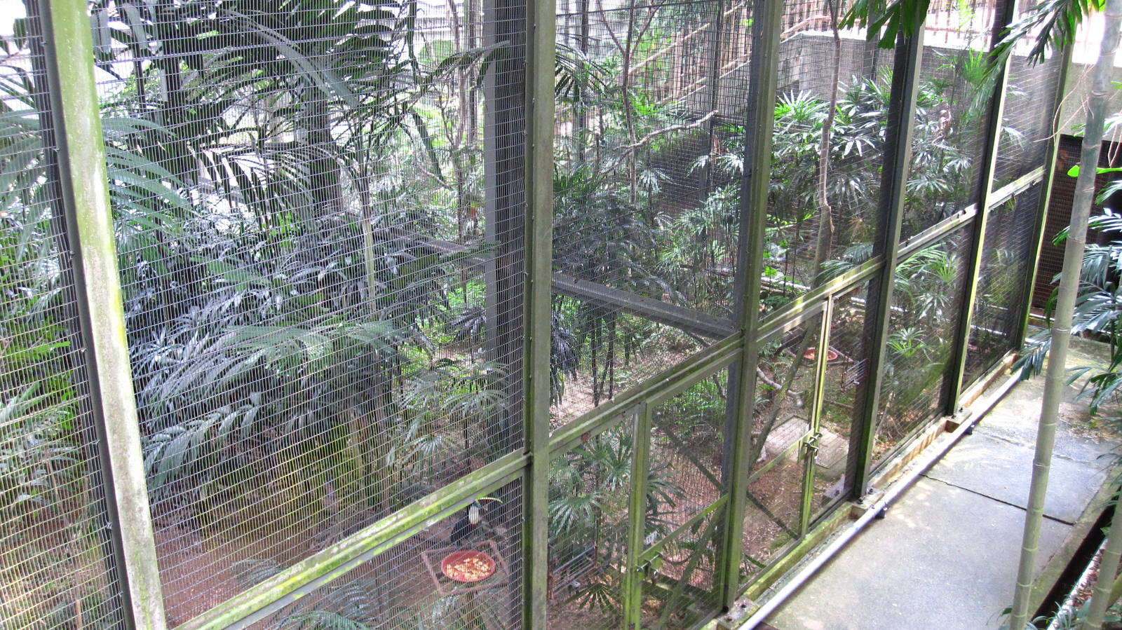 Hornbills and Toucans exhibit