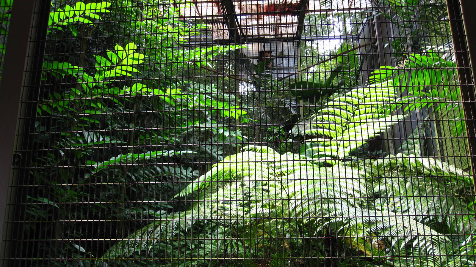 Hornbills and Toucans exhibit