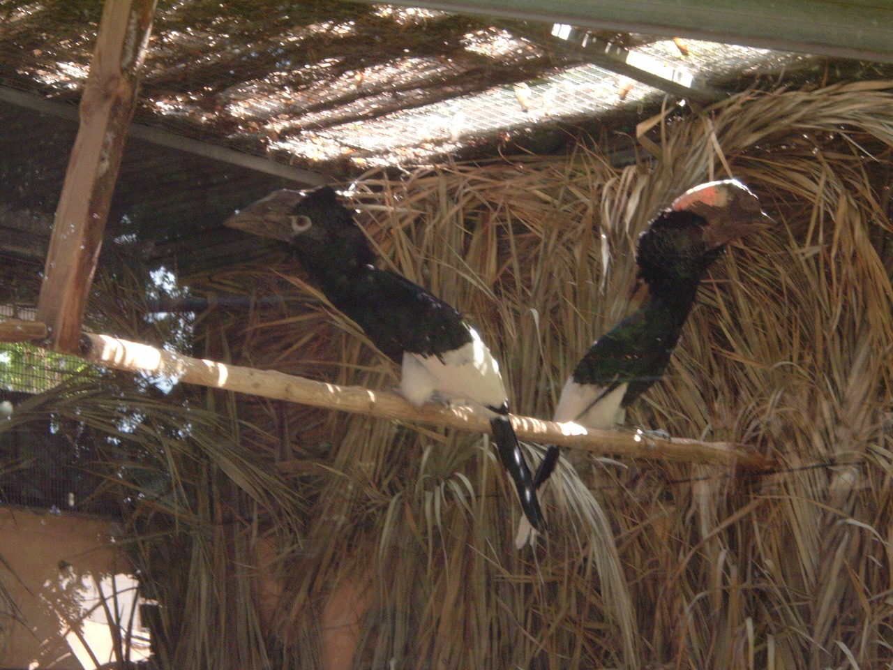 hornbills? at Valencia Zoo