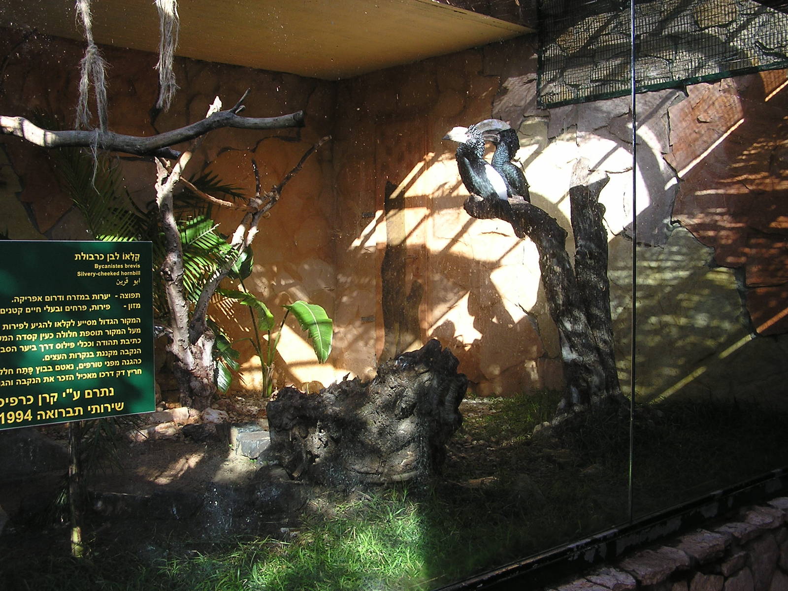 Hornbills enclosure