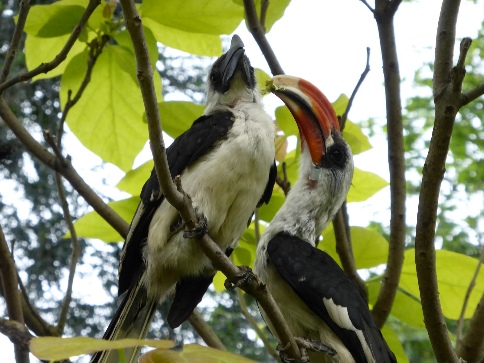 Hornbills in Gorilla Territory Aviary