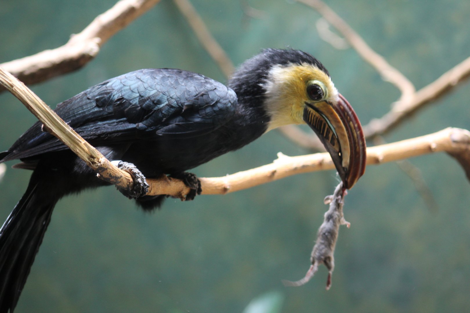 Hornbill's Lunch