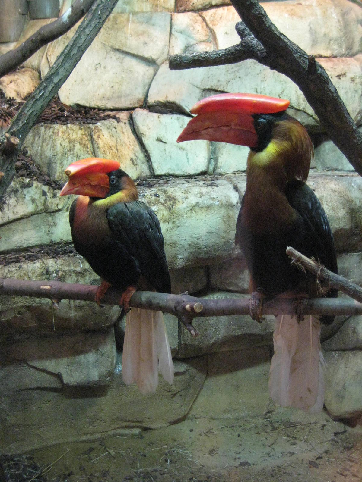 Hornbills