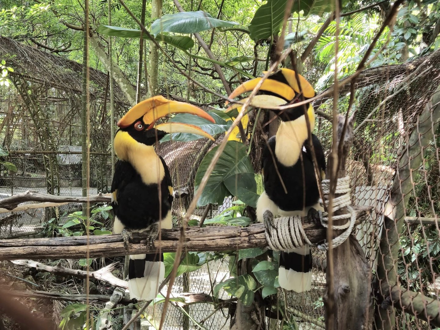 Hornbills