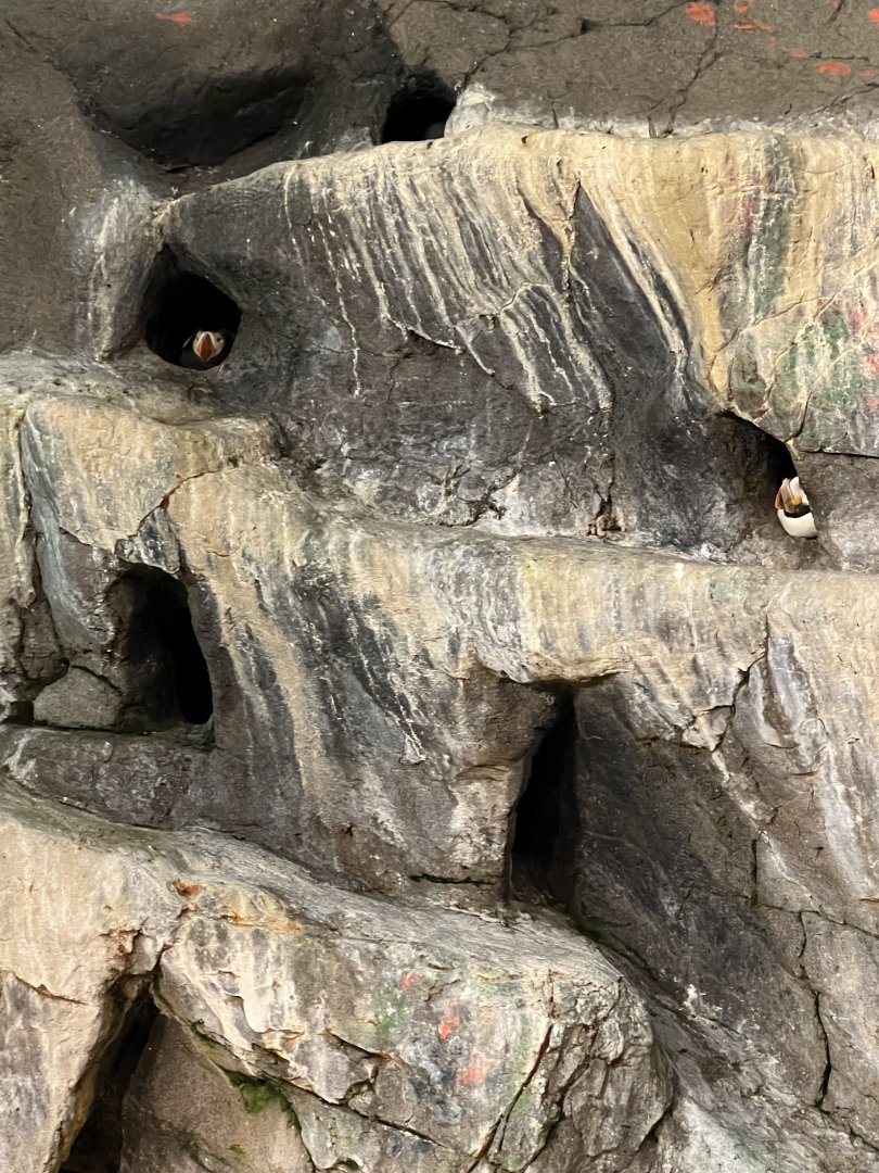 Horned and Tufted Puffins in burrows