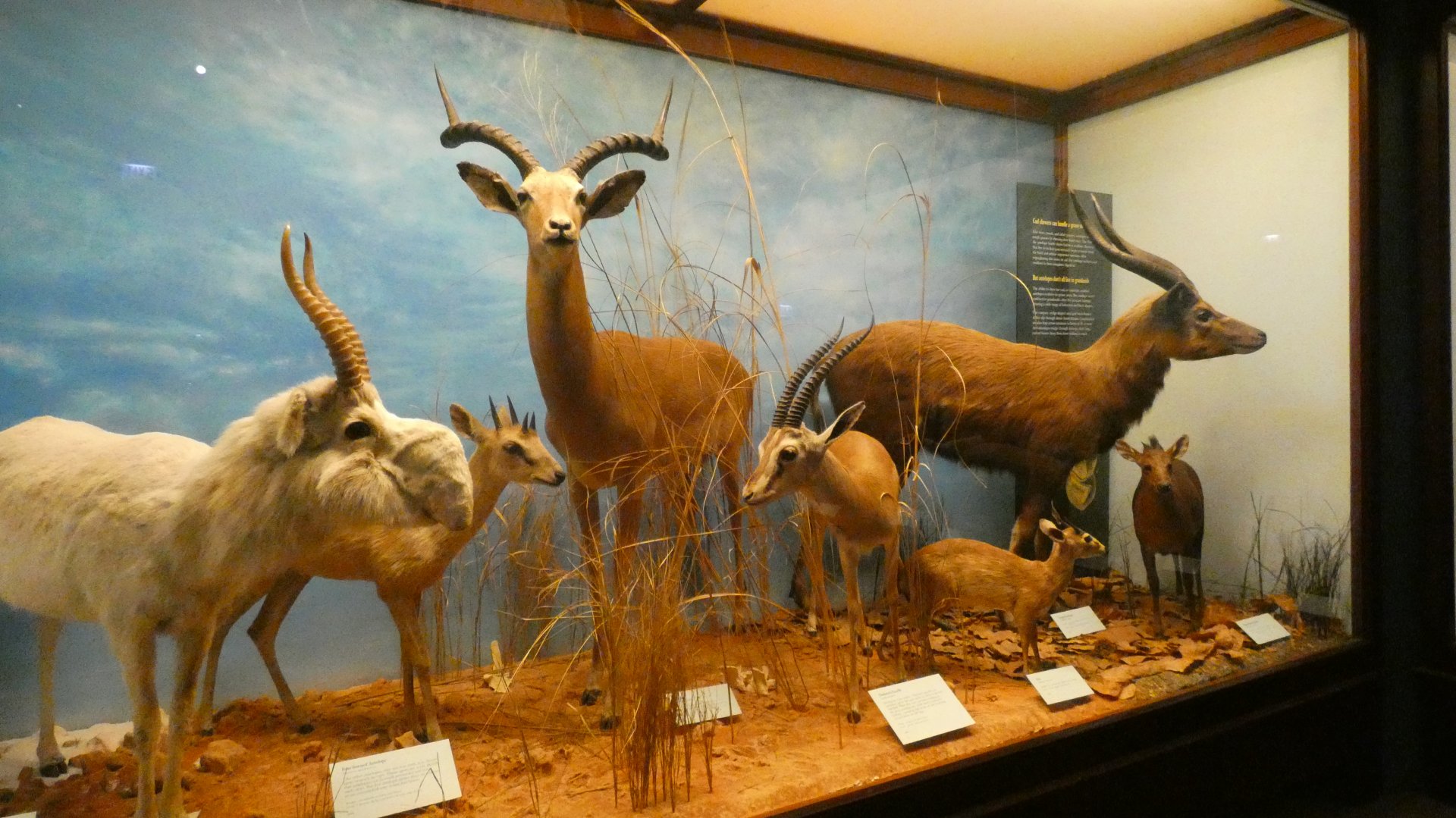 Horned Antelope, Animal Groups - Feb. 2022