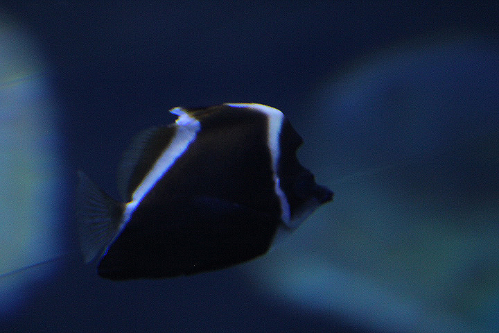 Horned bannerfish (Heniochus varius) - BXSea