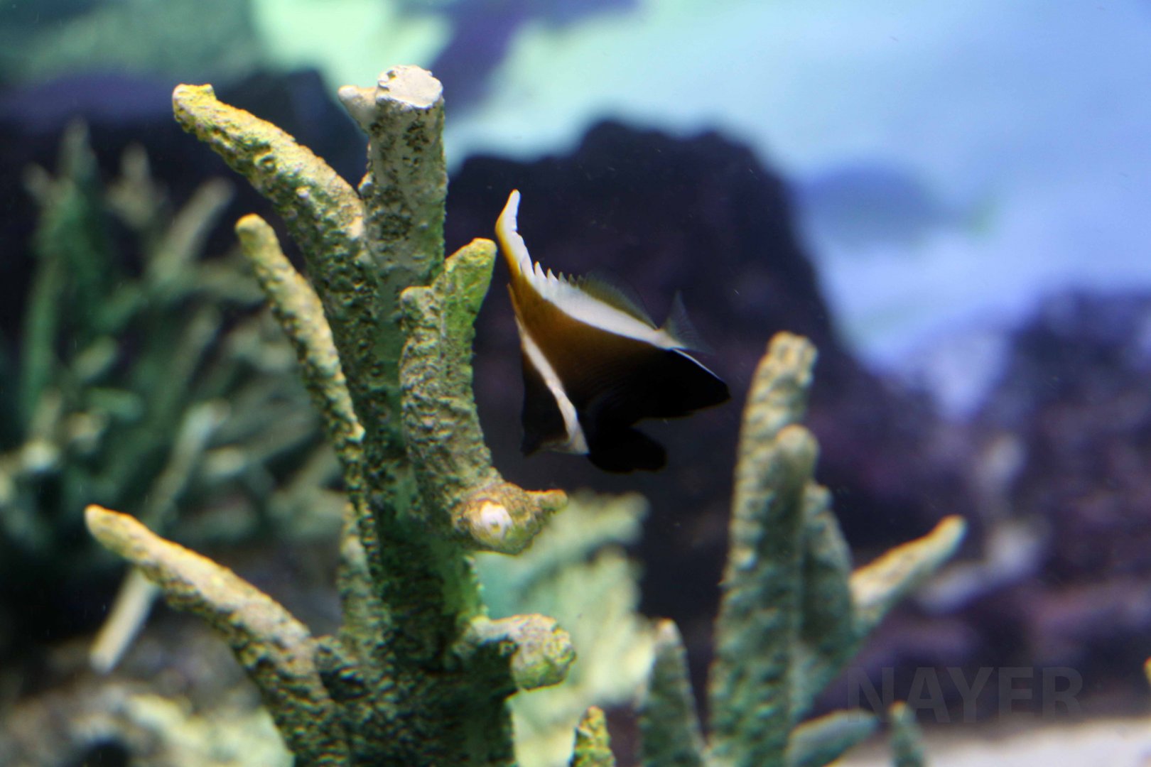 Horned bannerfish, October 2017