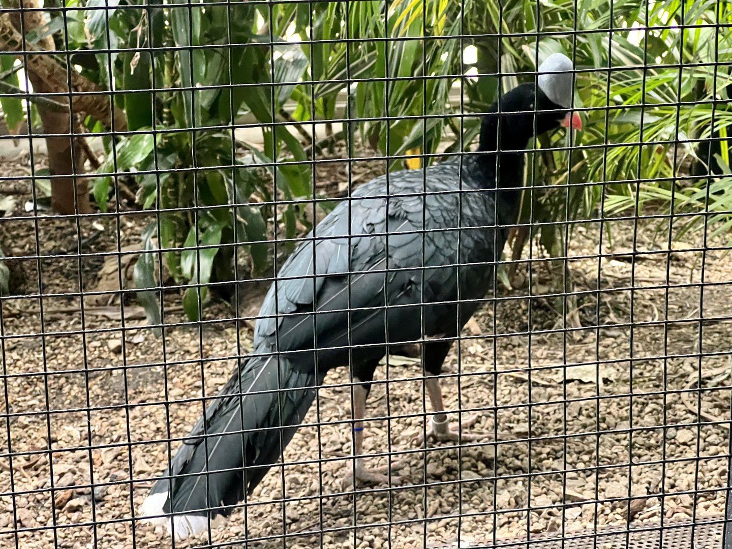 Horned Curassow