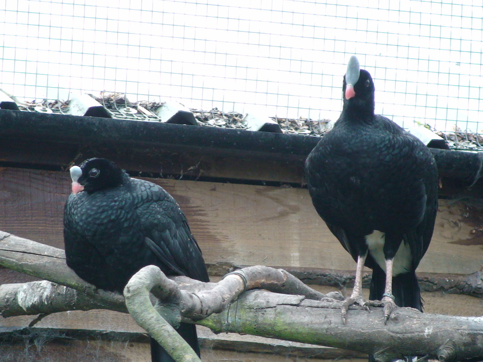 Horned curassow