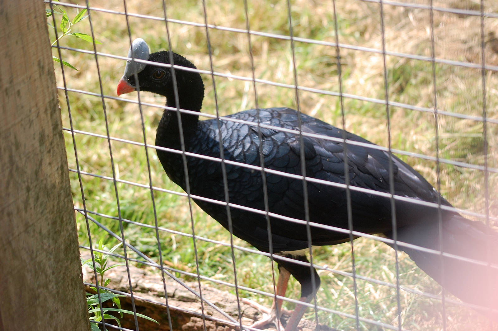 Horned Currasow