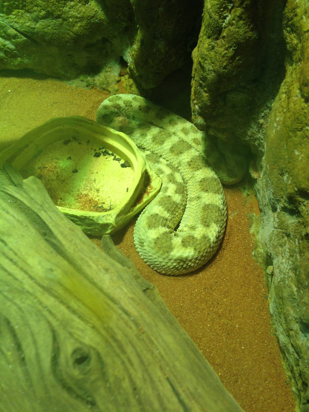 Horned Desert Viper at Blue Planet Aquarium - 05/10/2013