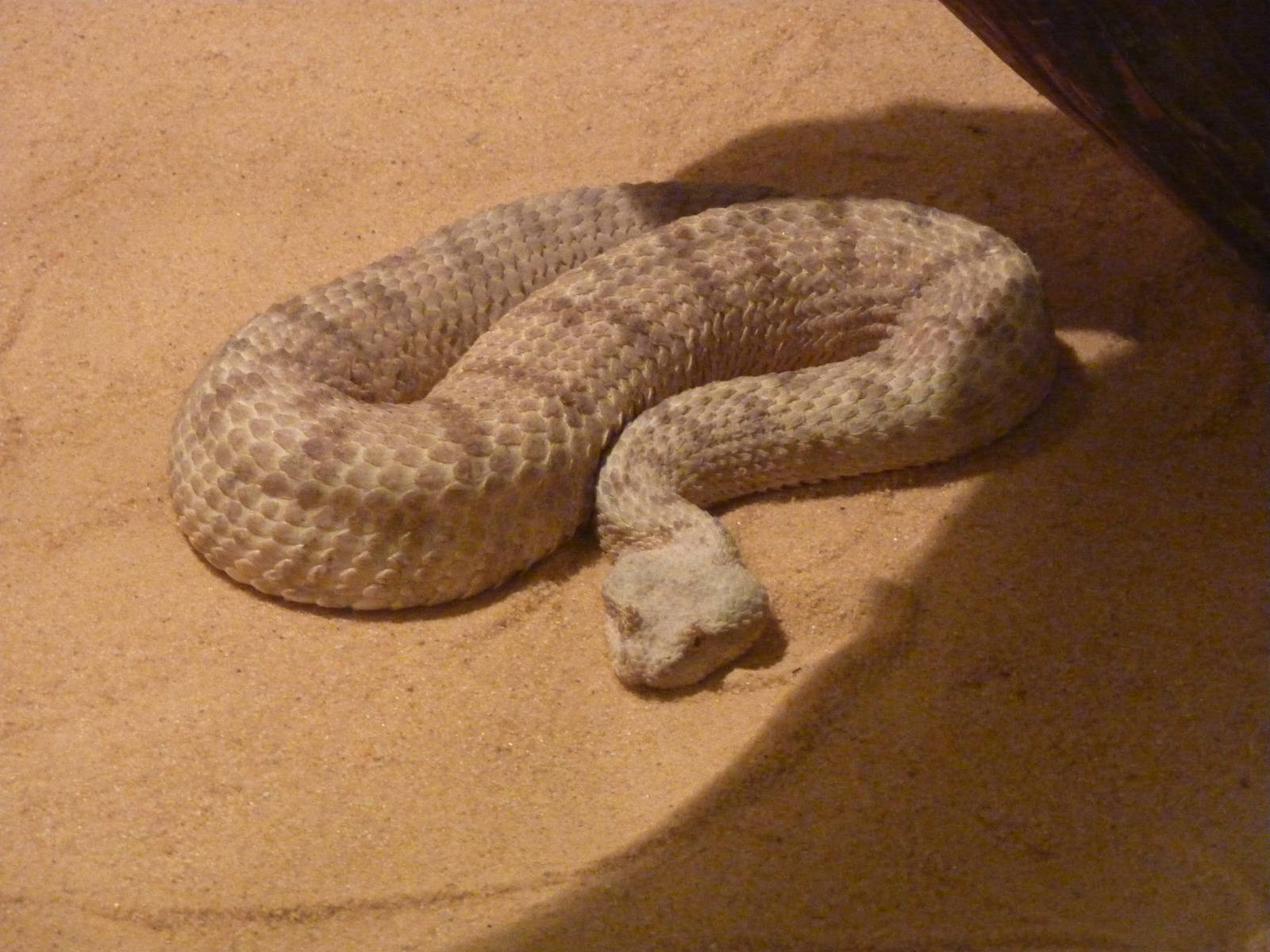 Horned desert viper