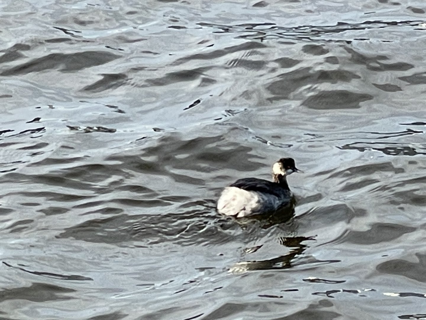 Horned/eared grebe id