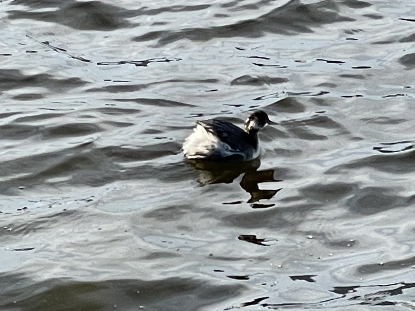 Horned/eared grebe id