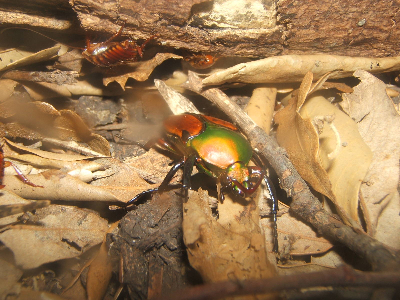 Horned Flower Beetle (Eudicella aethiopica)
