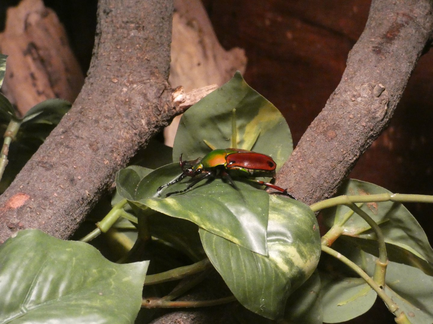 Horned flower beetle