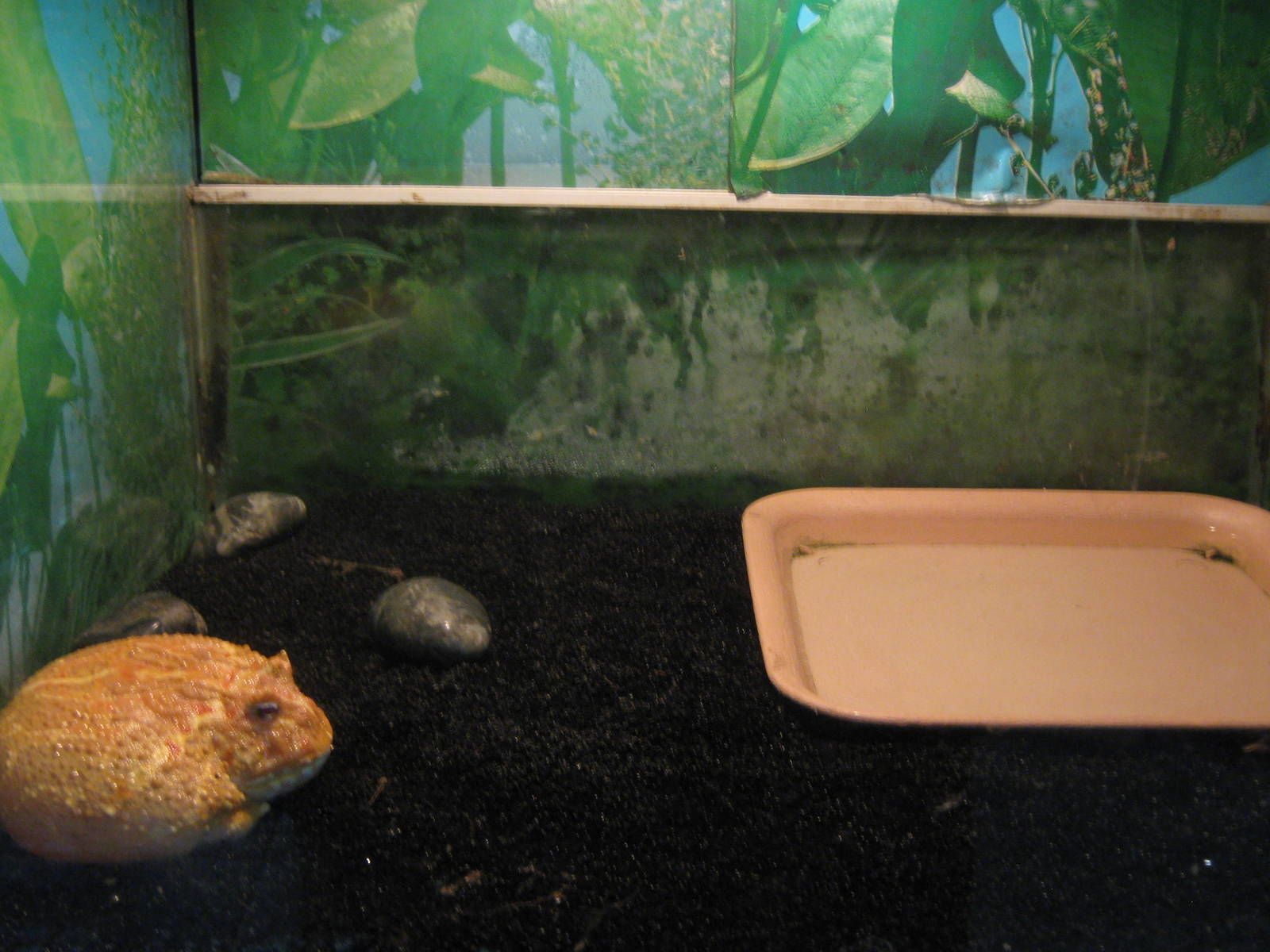 horned frog (Ceratophrys ornata)