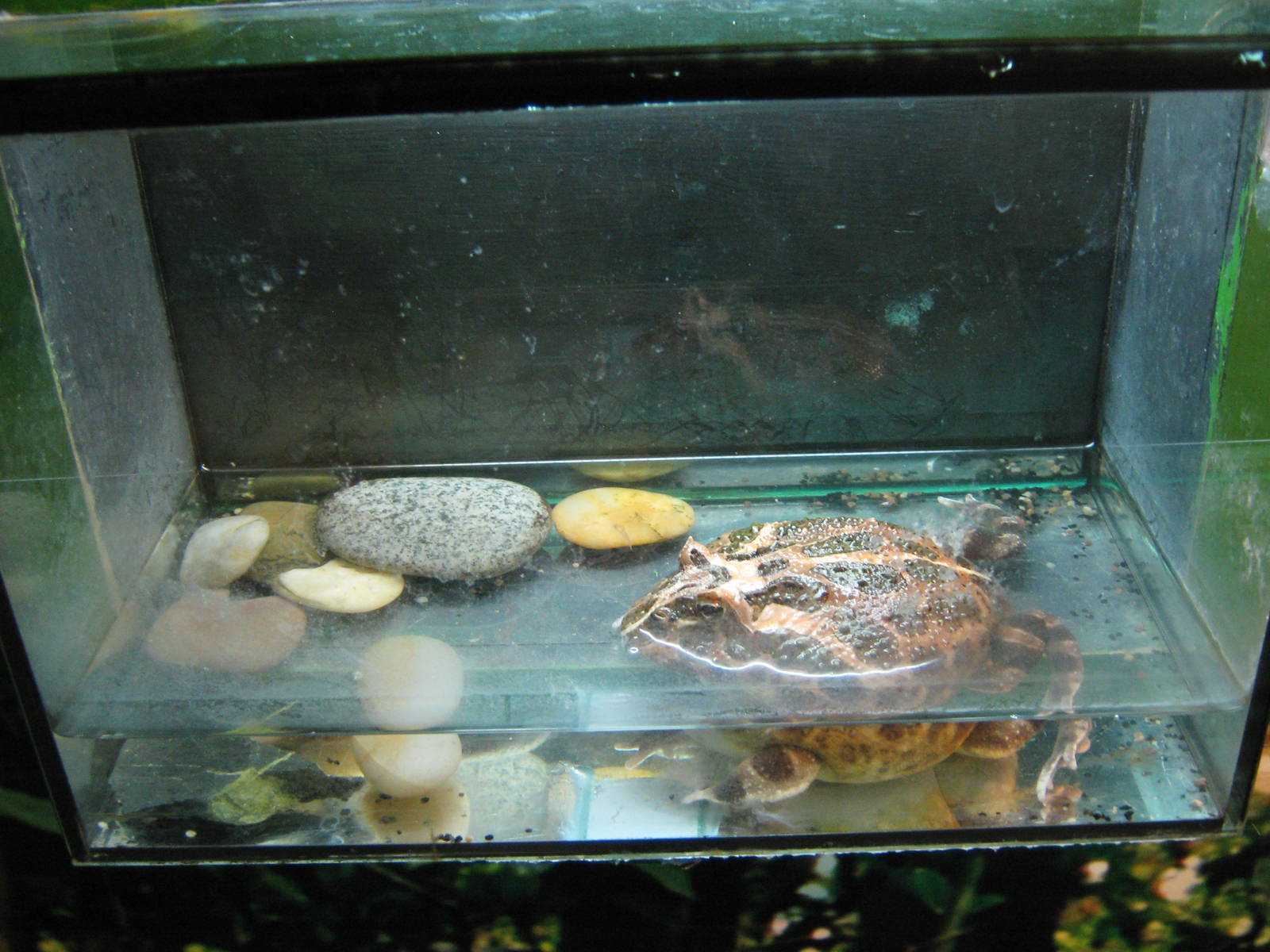 horned frog (Ceratophrys ornata)