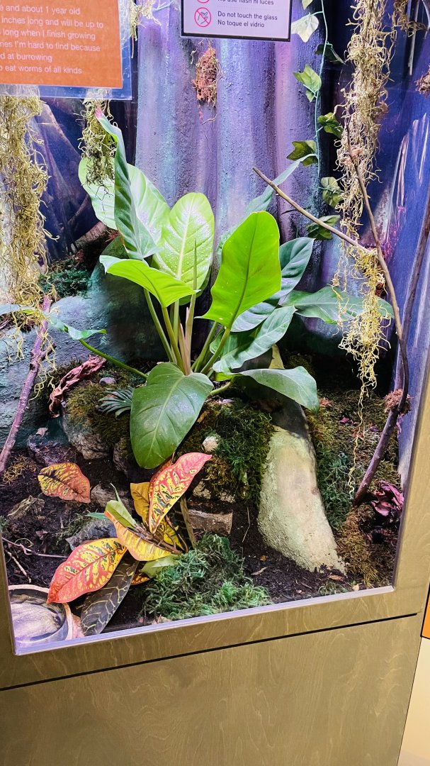 Horned Frog Enclosure
