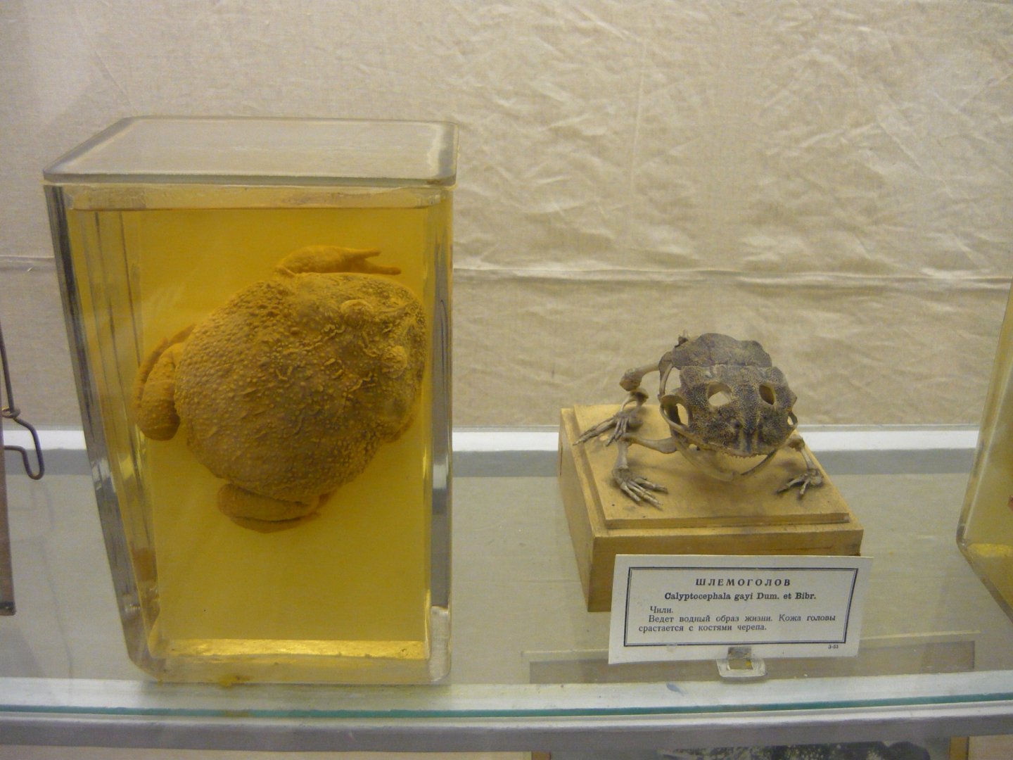 Horned frog wet specimen and skeleton