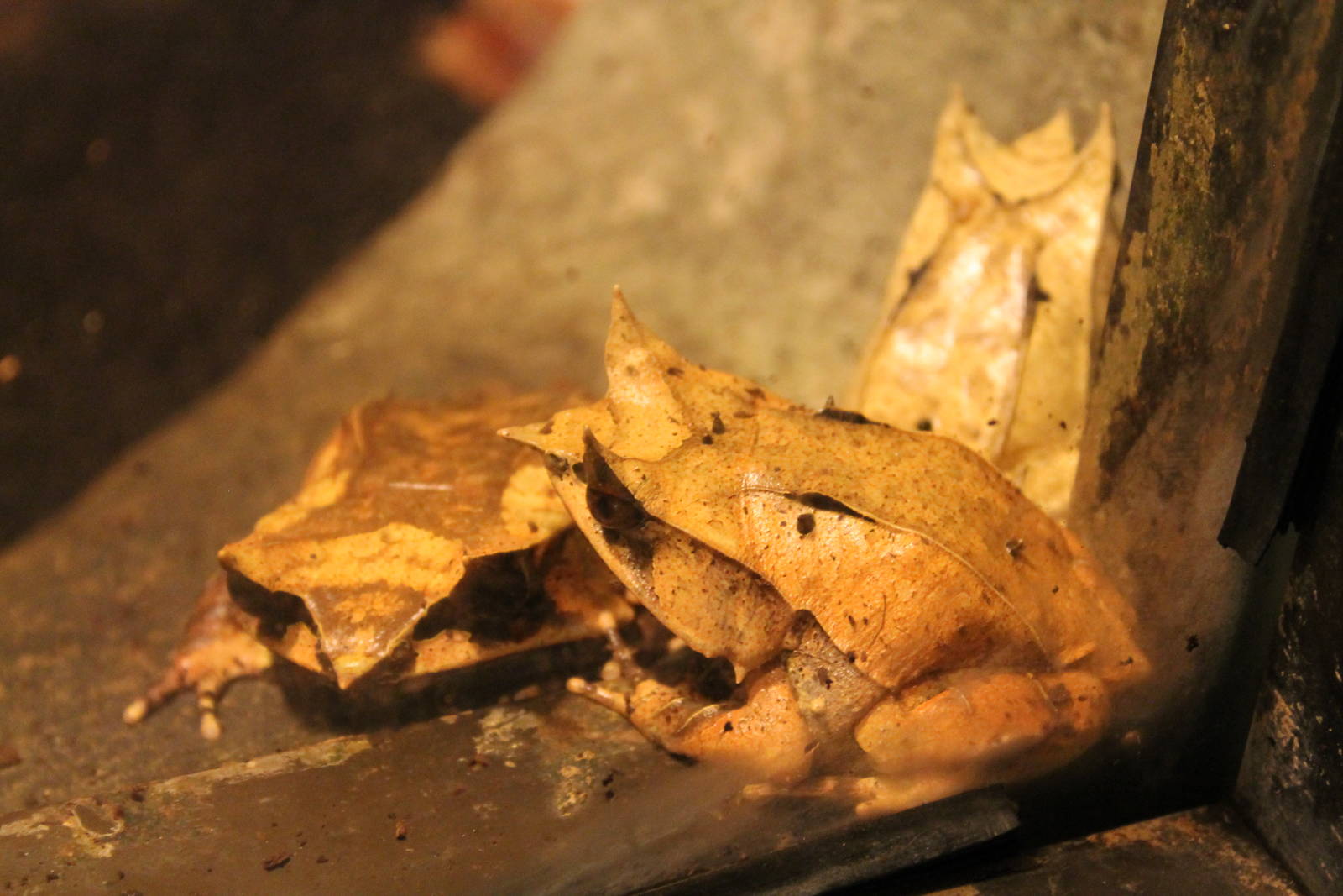 horned frogs (Megophrys nasuta)