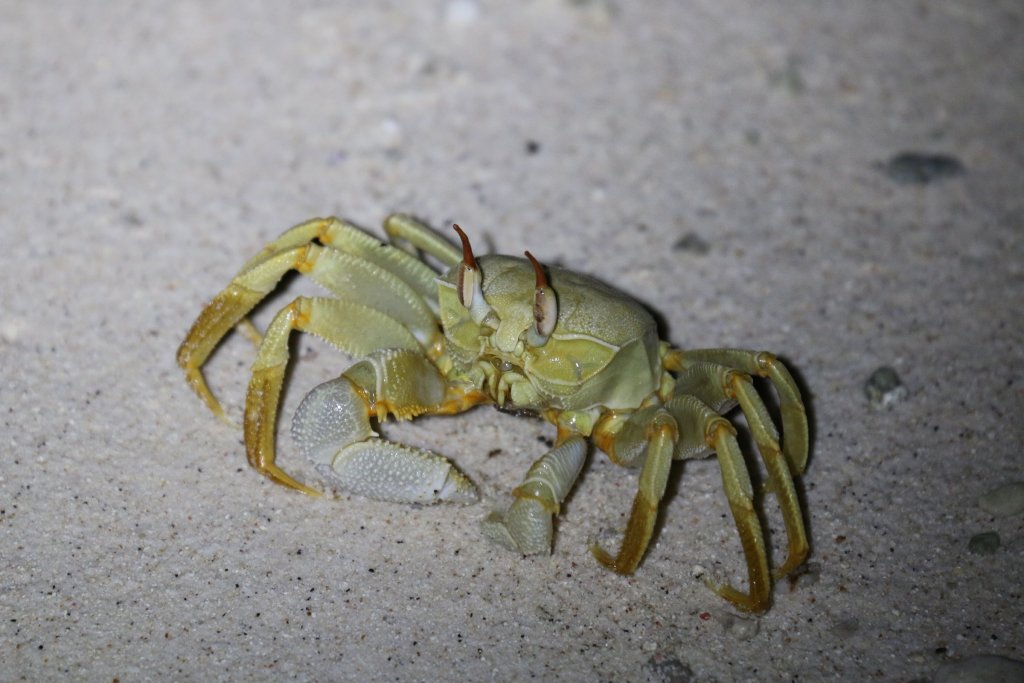 Horned Ghost Crab