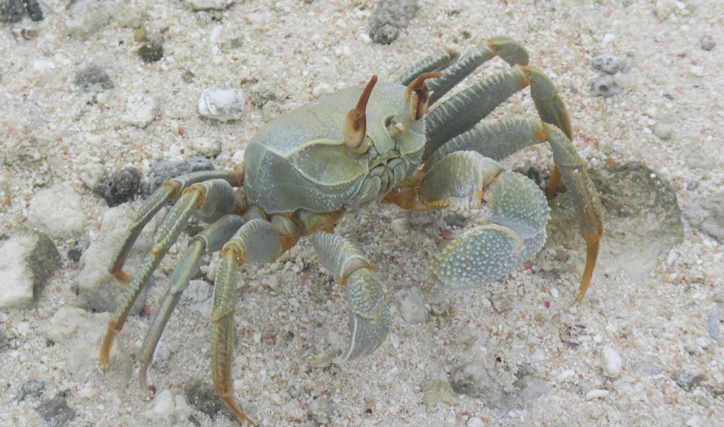 Horned Ghost Crab