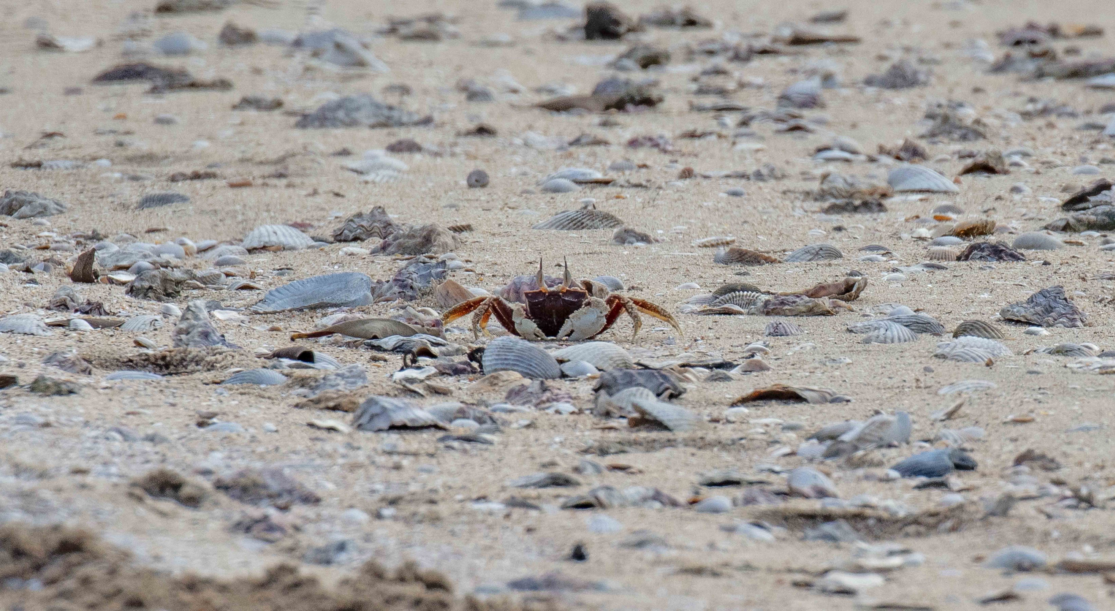 Horned Ghost Crab