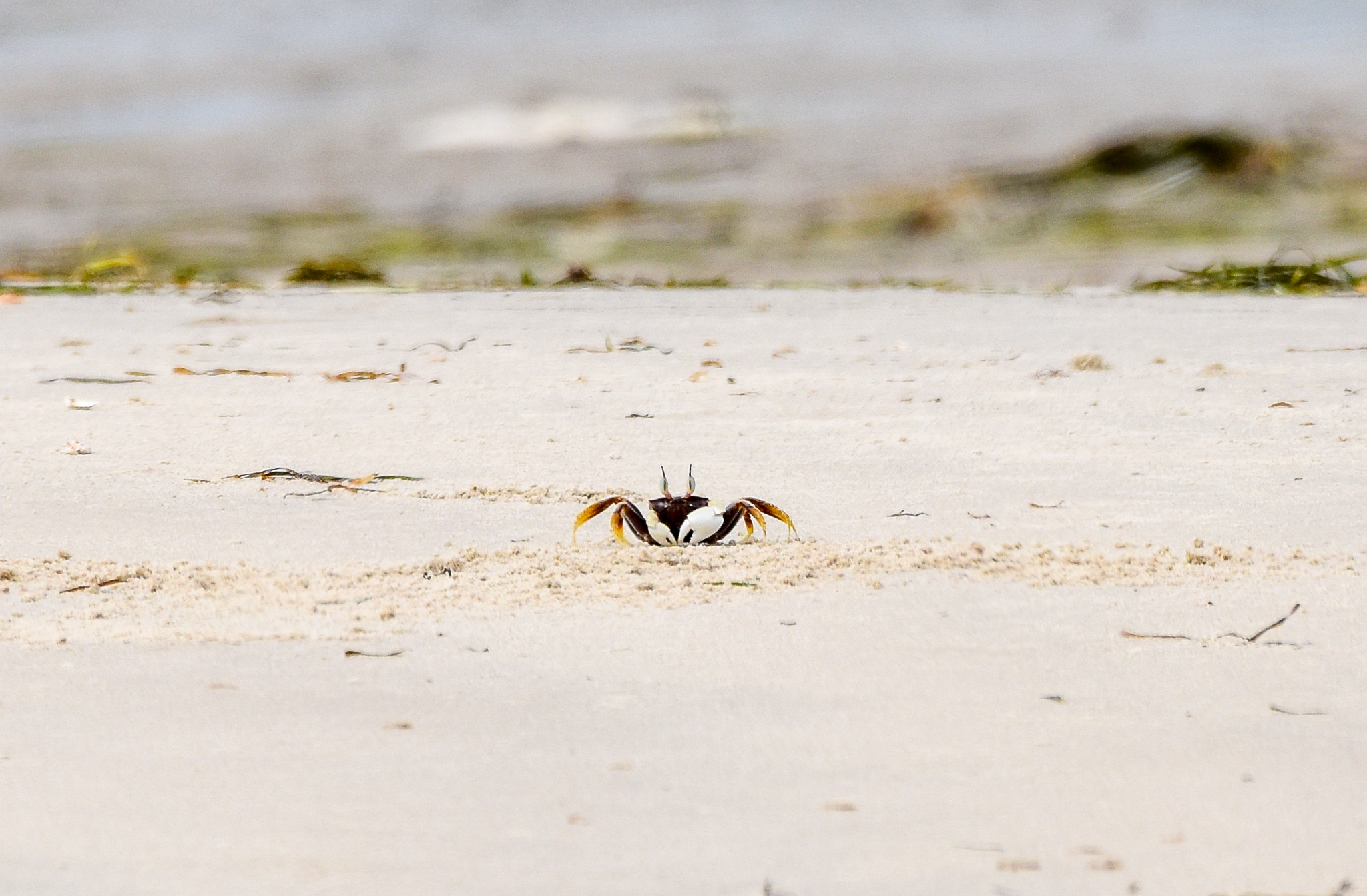 Horned Ghost Crab