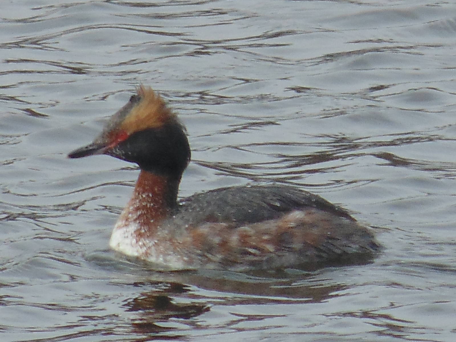 Horned Grebe Breeding Plumage