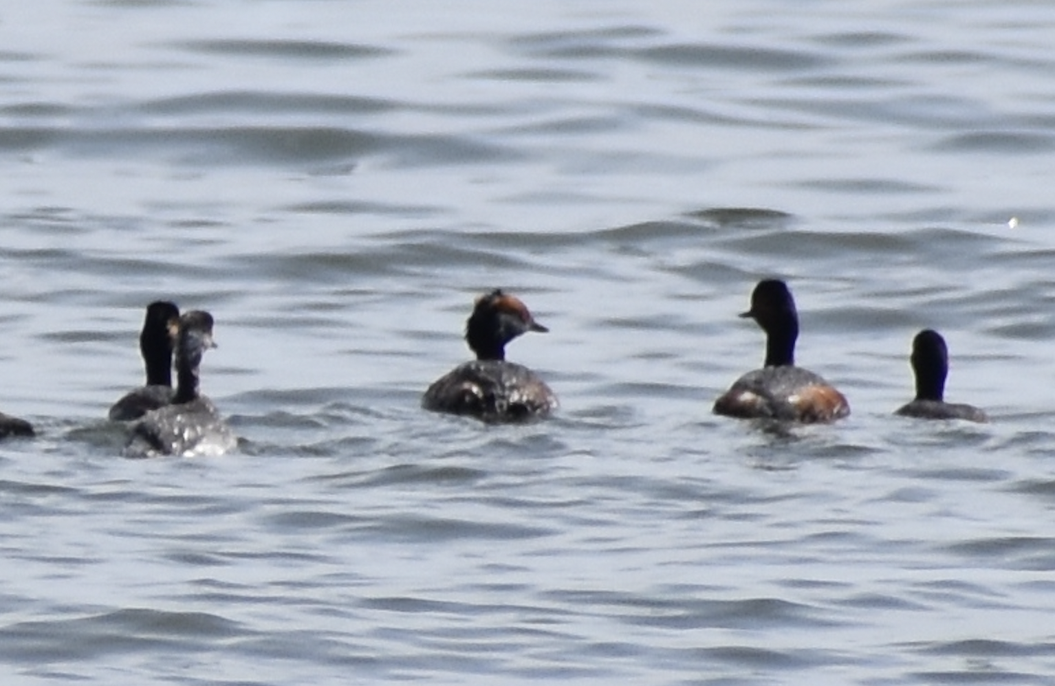 Horned Grebe ~ Kasai Rinkai Bird Sanctuary