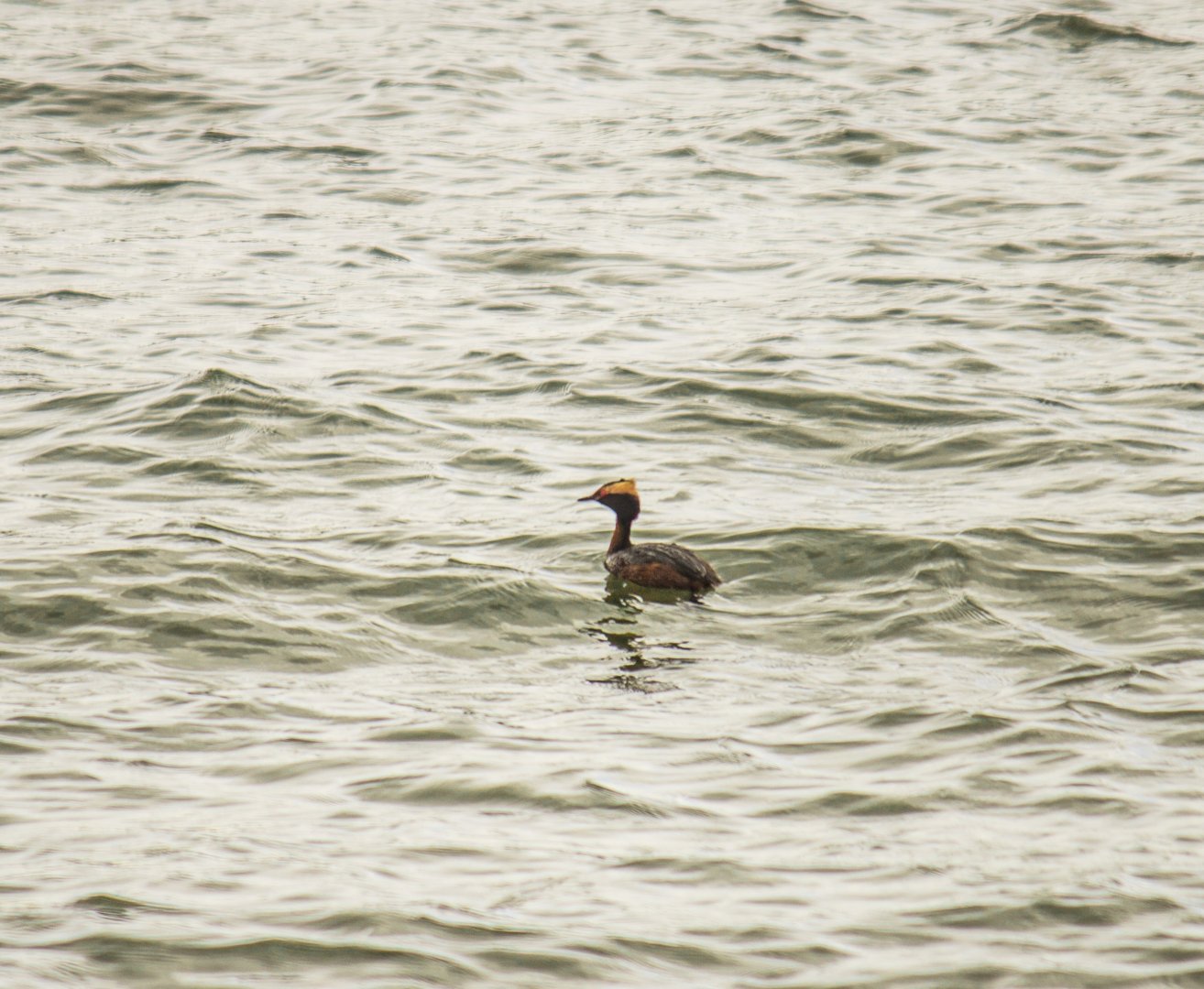 Horned grebe, Podiceps auritus auritus