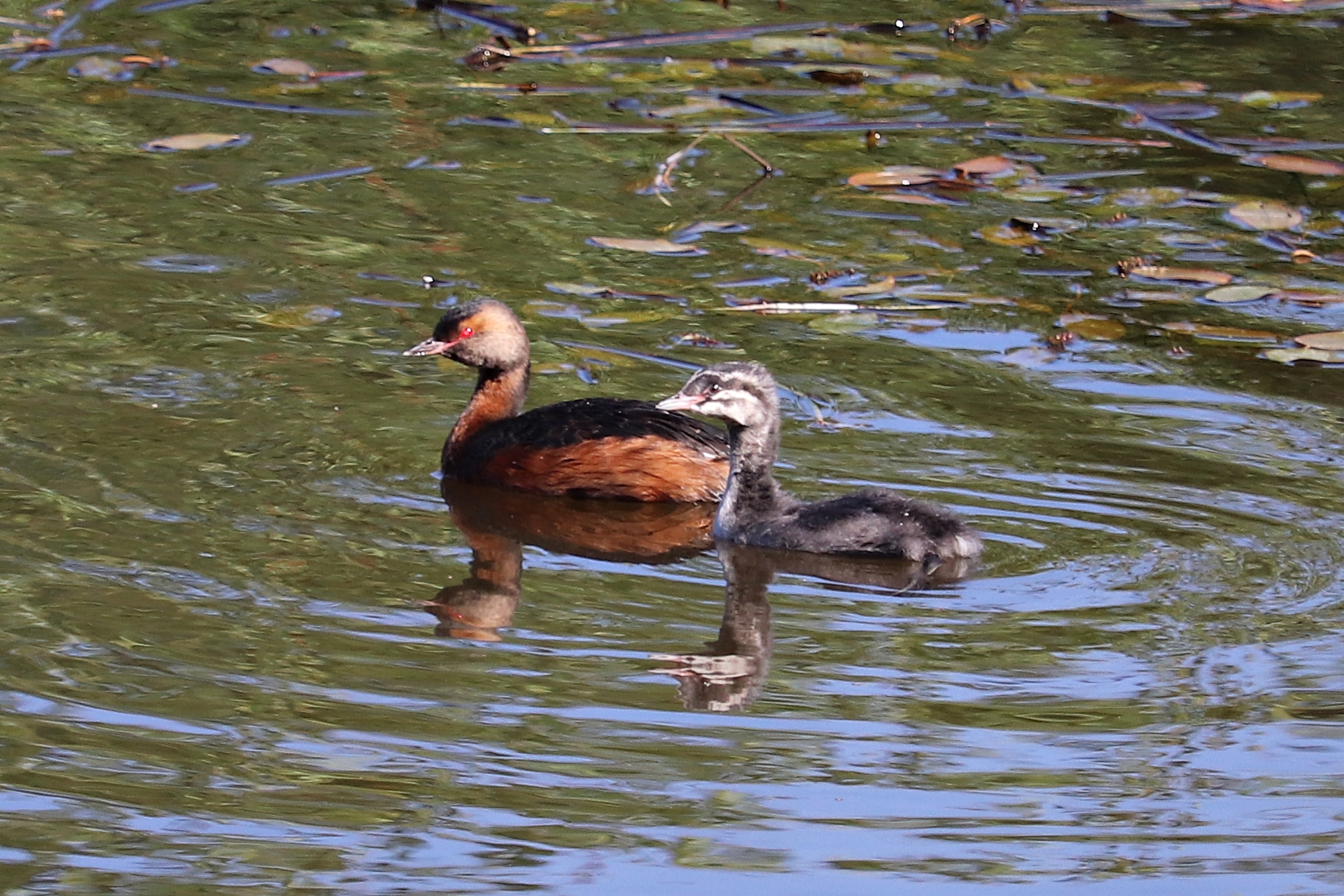 Horned grebe (Podiceps auritus)
