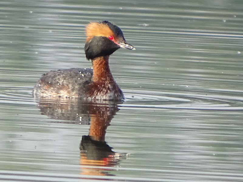 Horned grebe
