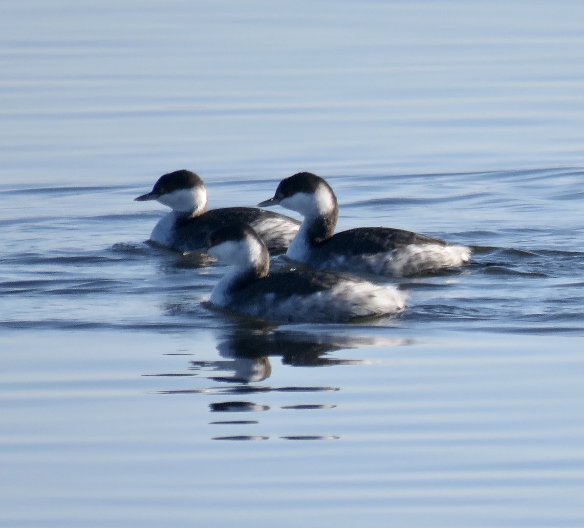 Horned Grebe