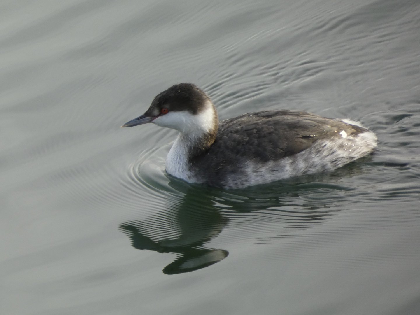 Horned grebe