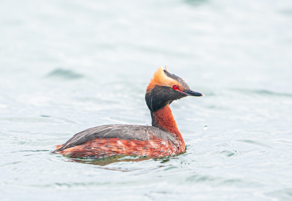 Horned Grebe