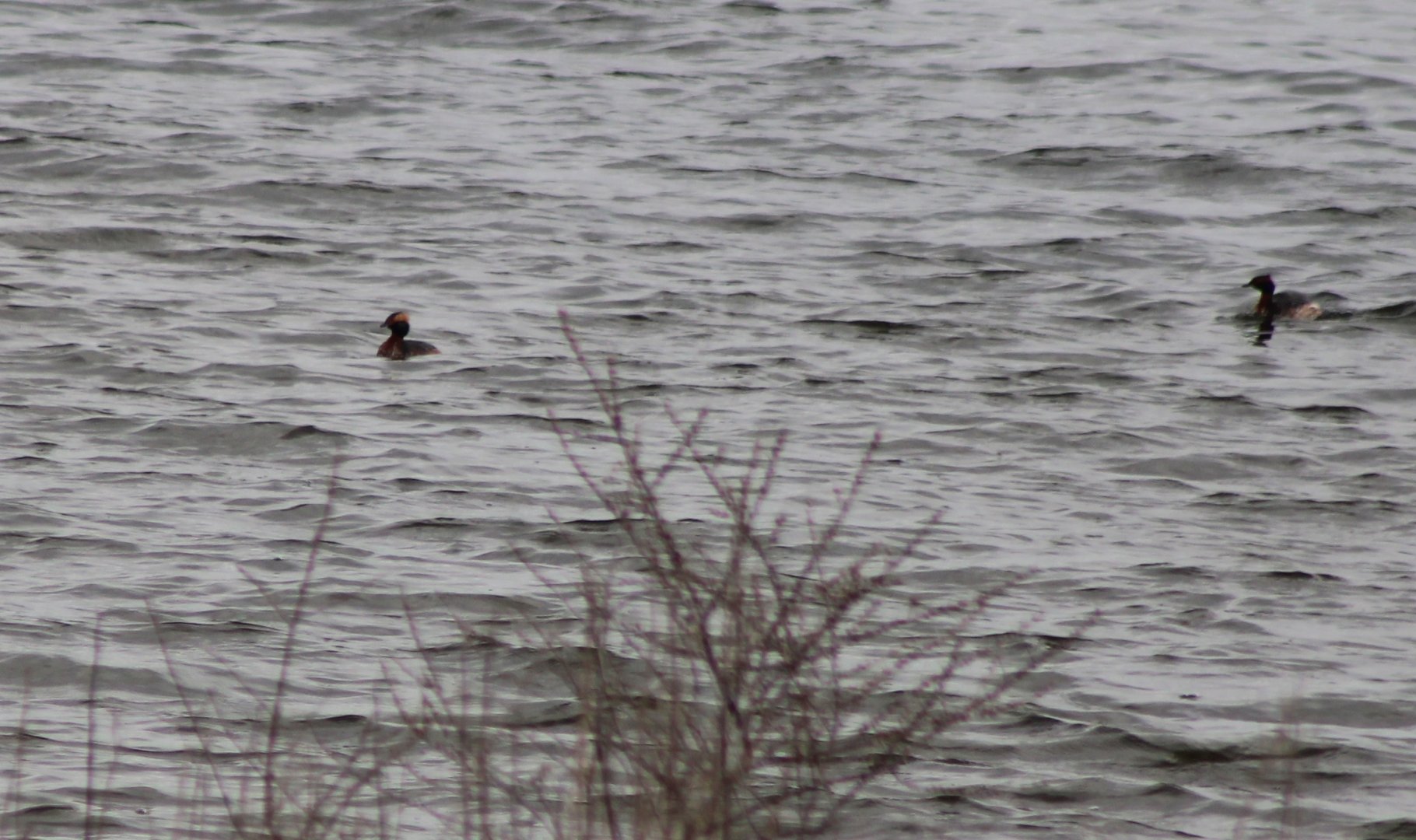 Horned grebes