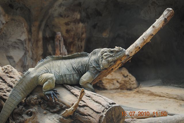 Horned ground iguana