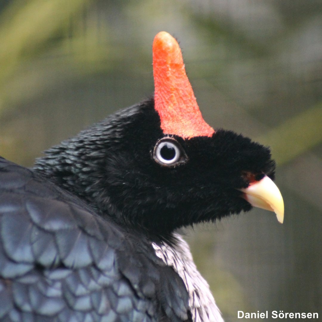 Horned guan (23/3-19)